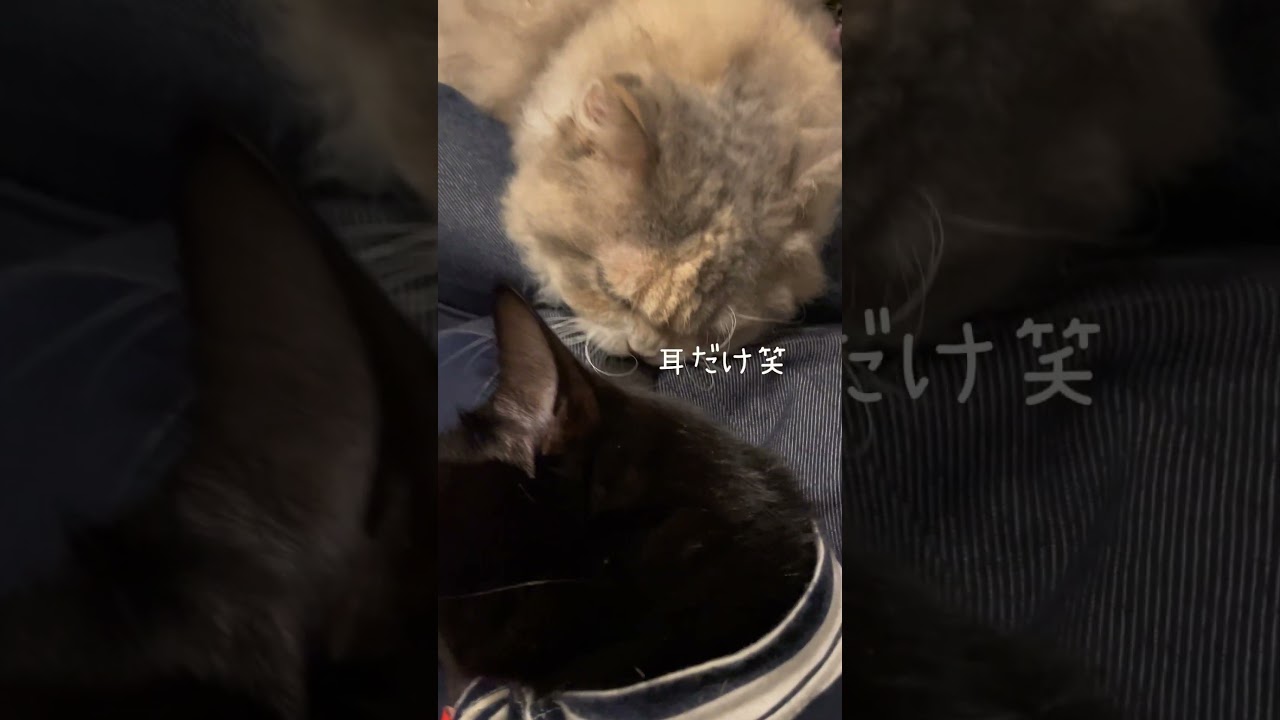 【猫】グルーミングする猫【ねぎまとぽんじり】 #cat #catlover #cats #blackcat #ラパーマ #保護猫 #grooming #shortsclip #shorts