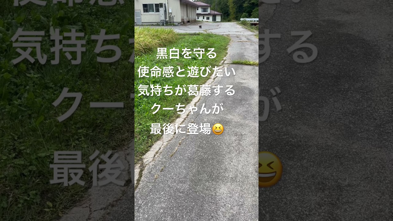 犬の葛藤　保護猫　￼ハチワレ　ロシアンブルー　犬猫散歩