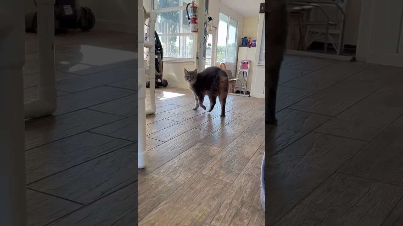 Manx cats vs man cat #cat #shorts #catlover