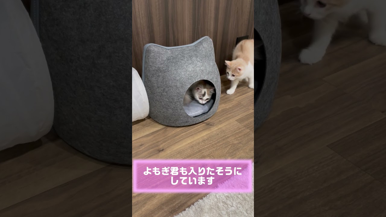 ニトリの商品が可愛い！！ #子猫 #ラガマフィン #cat
