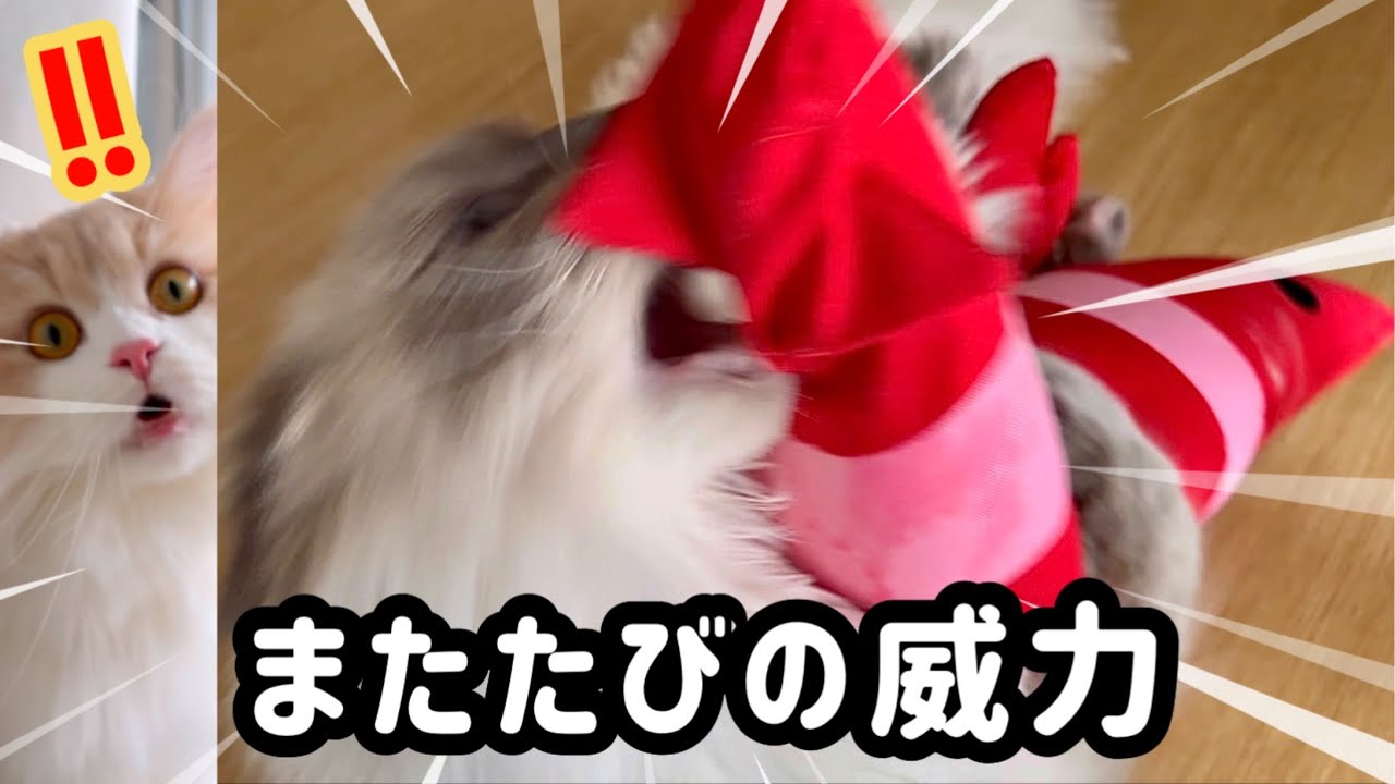 ボス猫とマタタビ　BIGサイズのエビをプレゼントしたら…  もふもふサイベリアンの三つ子の猫たち　cats and actinidia polygama