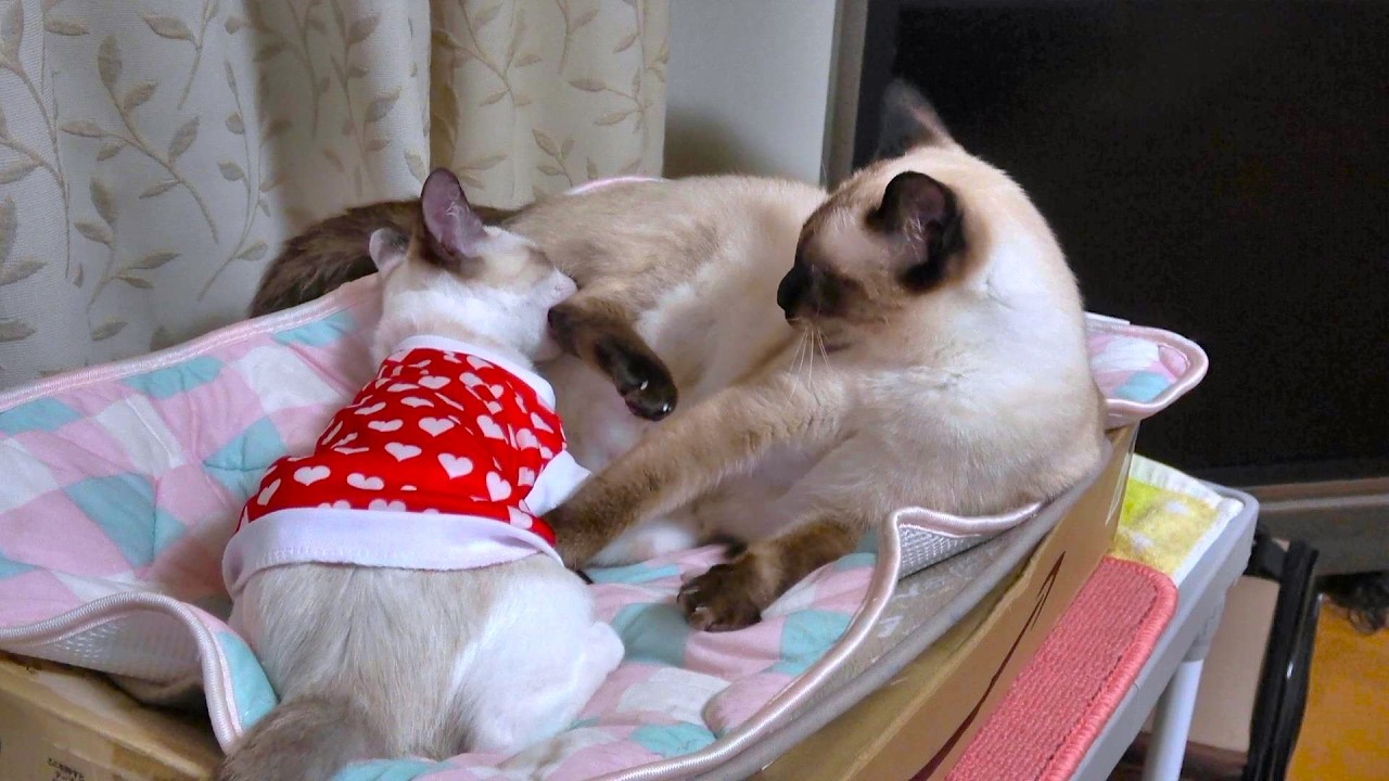 先住シャム猫の足を噛んで厳しく怒られる新入子猫🤭