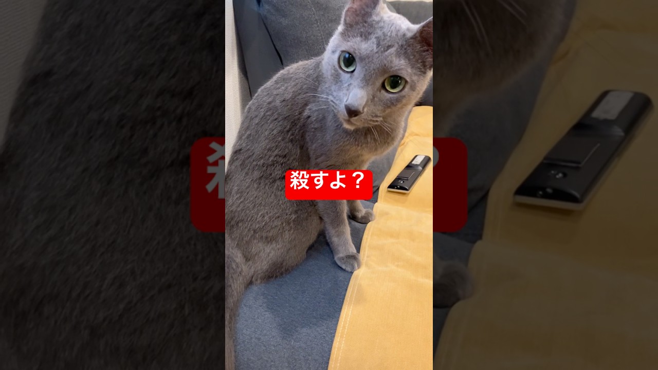 殺し屋猫#猫 #ロシアンブルー