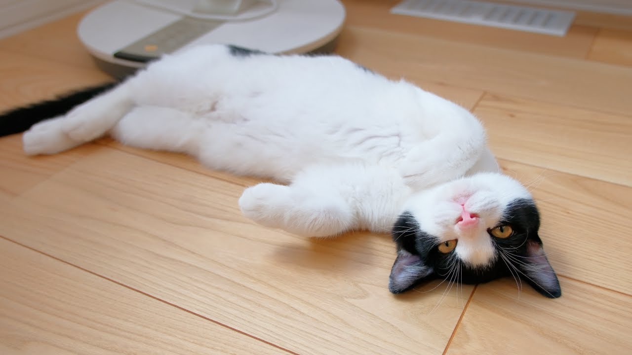 眠すぎる子猫が何をされてもヘソ天のまま起きてくれません