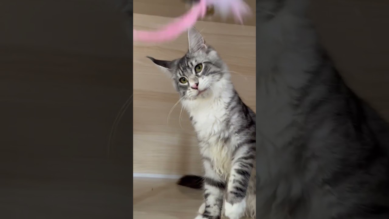 メインクーン 外産血統🇷🇺大型ワイルドタイプ😎