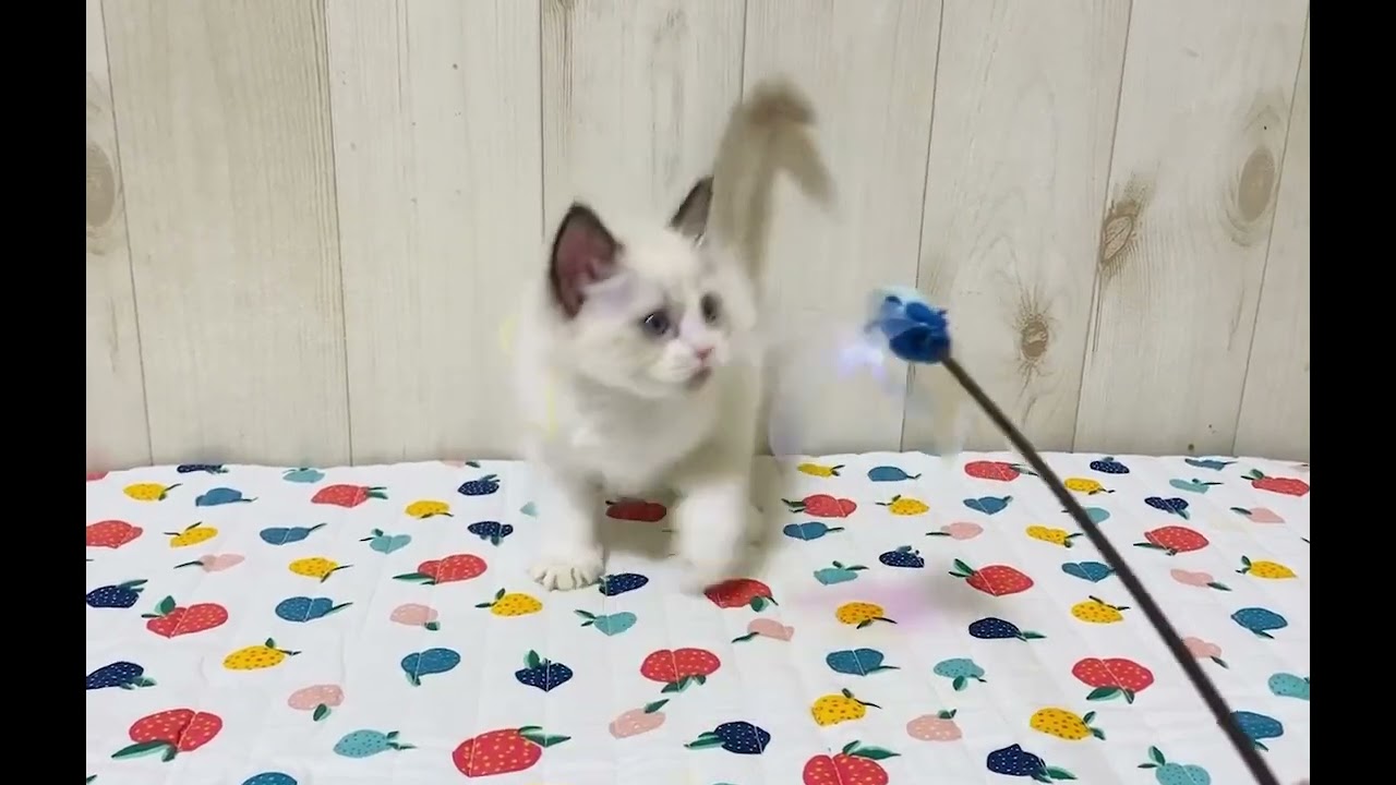 ラグドール パパはTICAチャンピオンです🏆（毛色：シールポイントバイカラー）