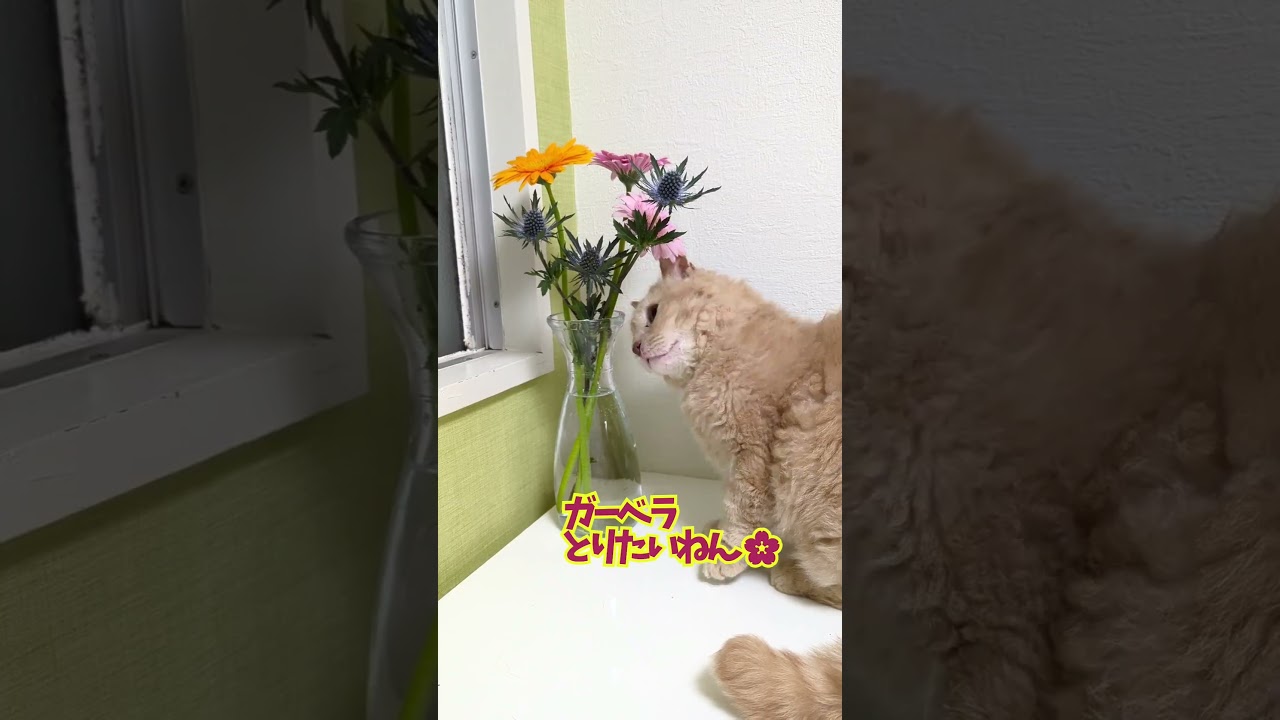 【ぽっちゃん家】花を愛でる猫　vol.48　　#猫 #cat #funny #shorts