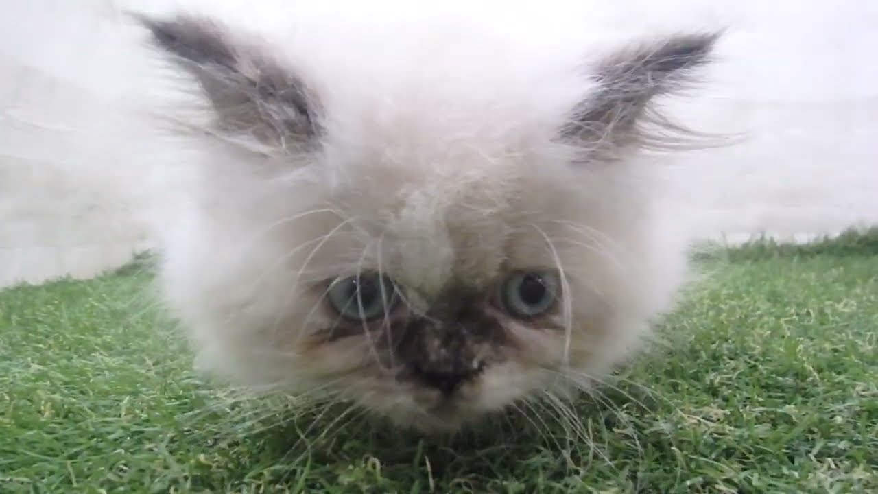 Coo&RIKU　No00683407 ヒマラヤン