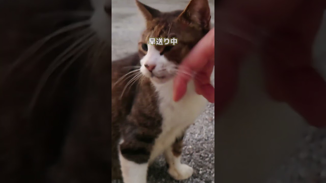 【ネコ日記】ぐりぐりOK！ #shorts #地域ネコ #cat #猫 #ねこ #ネコ