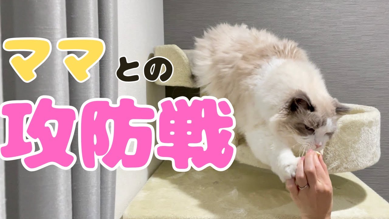 【ラグドールと黒猫の3兄弟】慢性腎不全の長男、点滴は嫌！？おやつ大作戦決行！【Three brothers: a Ragdoll and tow black cats】
