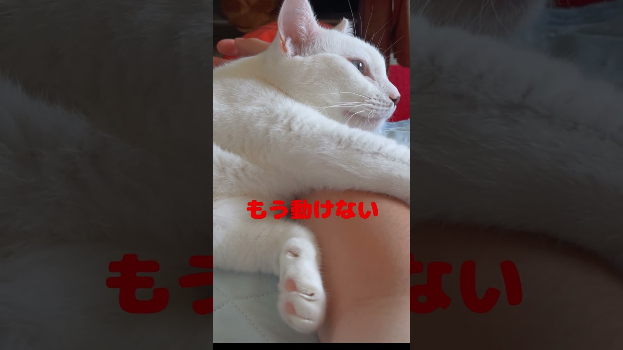 腕枕をしてくれる弟猫が人間みたいで可愛い過ぎる