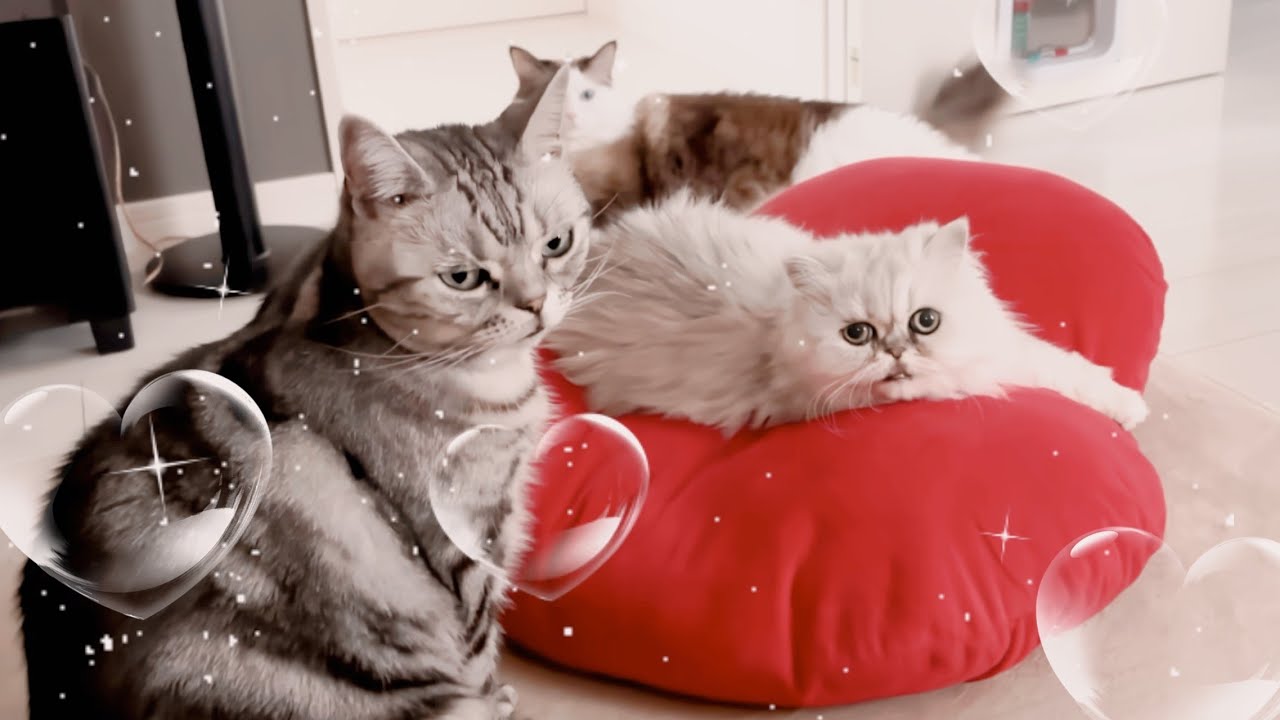 【多頭飼い】アメショ♂💙ペルシャ♀🩷ラグドール♂🧡の性格の違う猫界隈はこんな感じで過ごしてます😈