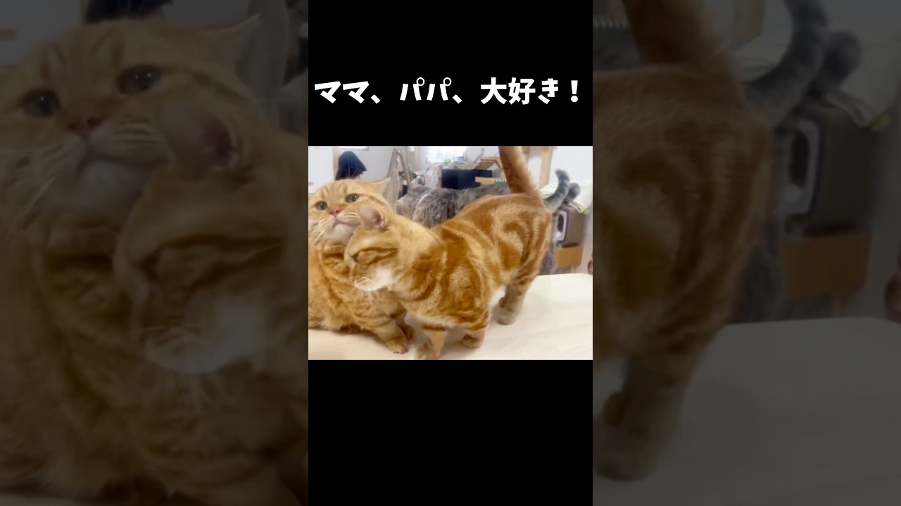 ちゃびくんの必殺技が炸裂！ #猫 #マンチカン #shorts