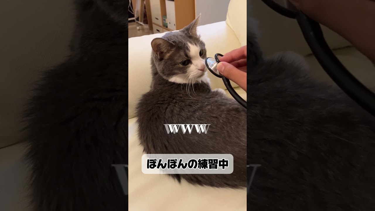 病院ごっこする元野良猫まちゃこ17歳とおぱんちゅ族一身 #cat #ねこ#ハチワレ#おばあちゃん
