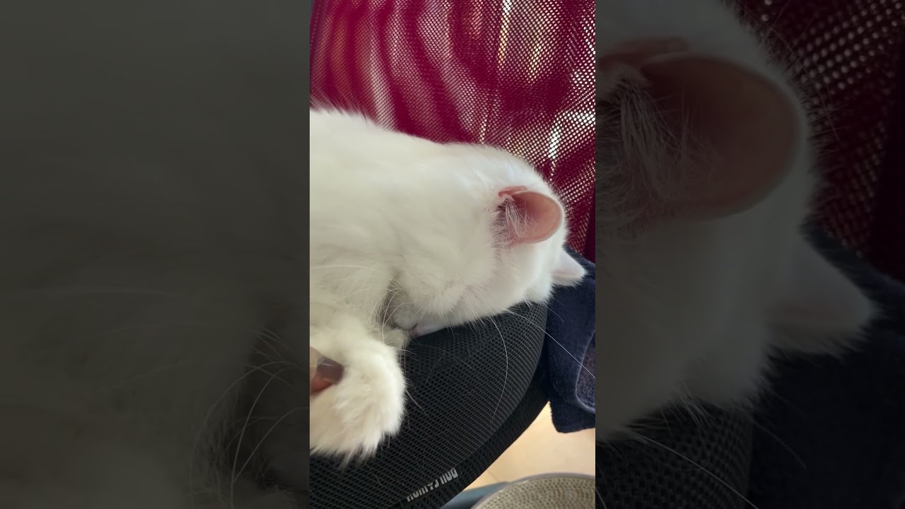 ごめん寝ななちゃん　白猫ラガマフィン　#shorts #cat#ラガマフィン #ねこ