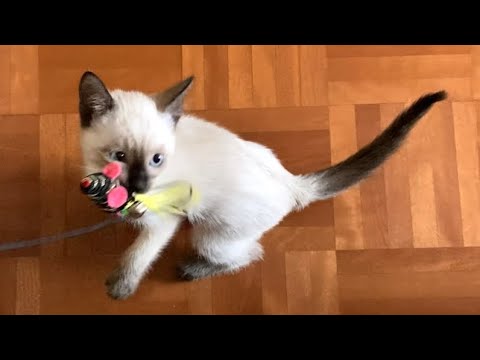 【シャム猫】仕留めた獲物を自慢したい、生後2ヶ月の赤ちゃん猫 / A kitten who wants to show off a mouse toy.