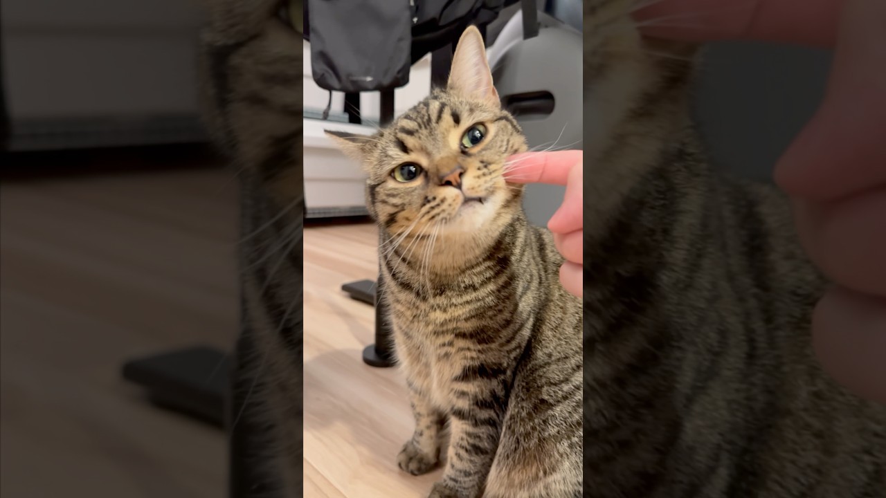 【猫動画】疲れたパパをお出迎えする猫たちが天使すぎる!! #shorts