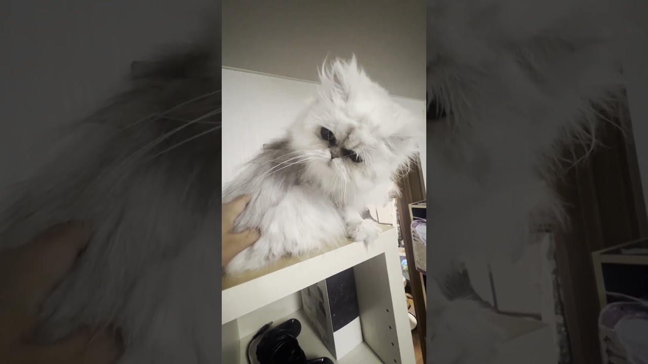 棚の上でくつろぐ猫に突撃してみた！ペルシャ猫のノーウェイ