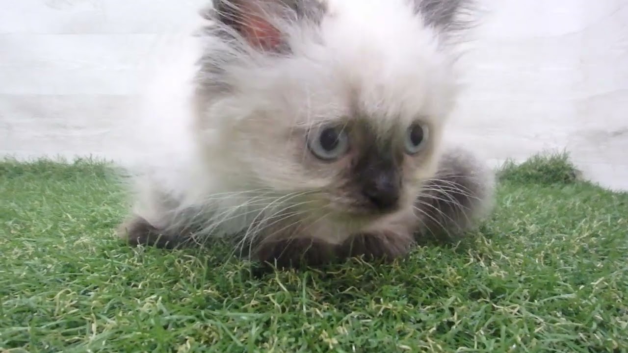 Coo&RIKU　No00683422 ヒマラヤン