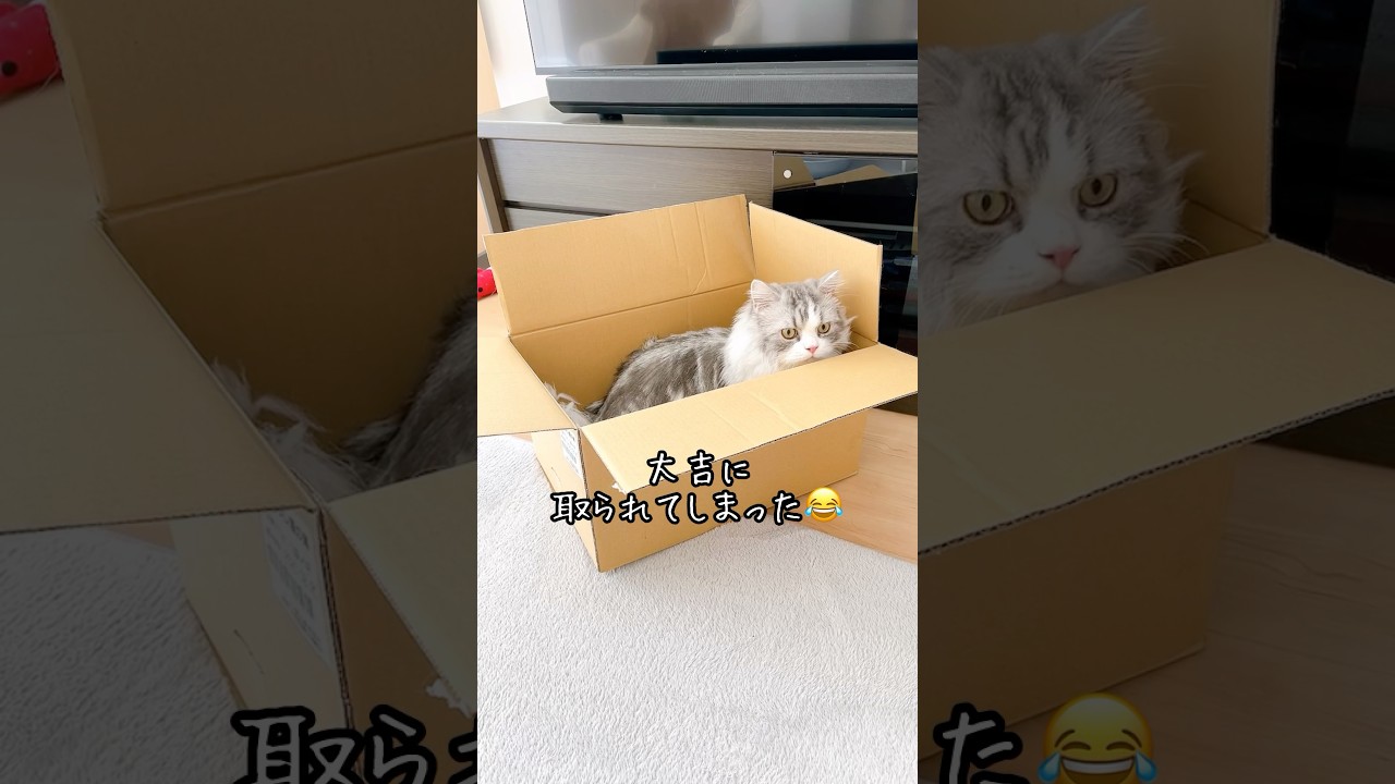【じゃまする猫】片付けできなーい😂 #短足マンチカン #マンチカン #猫 #猫のいる暮らし #ネコ #cat