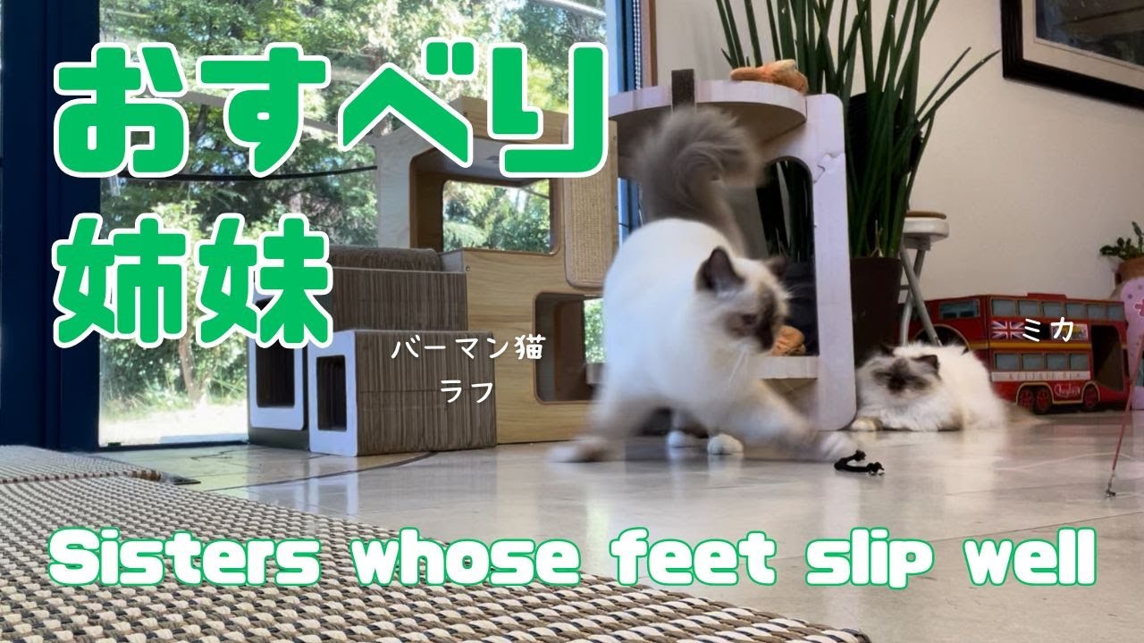 バーマン猫ウリとラフ【おすべり姉妹】Sisters whose feet slip well（バーマン猫）Birman/Cat