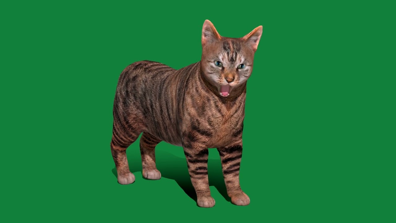 Manx Cat