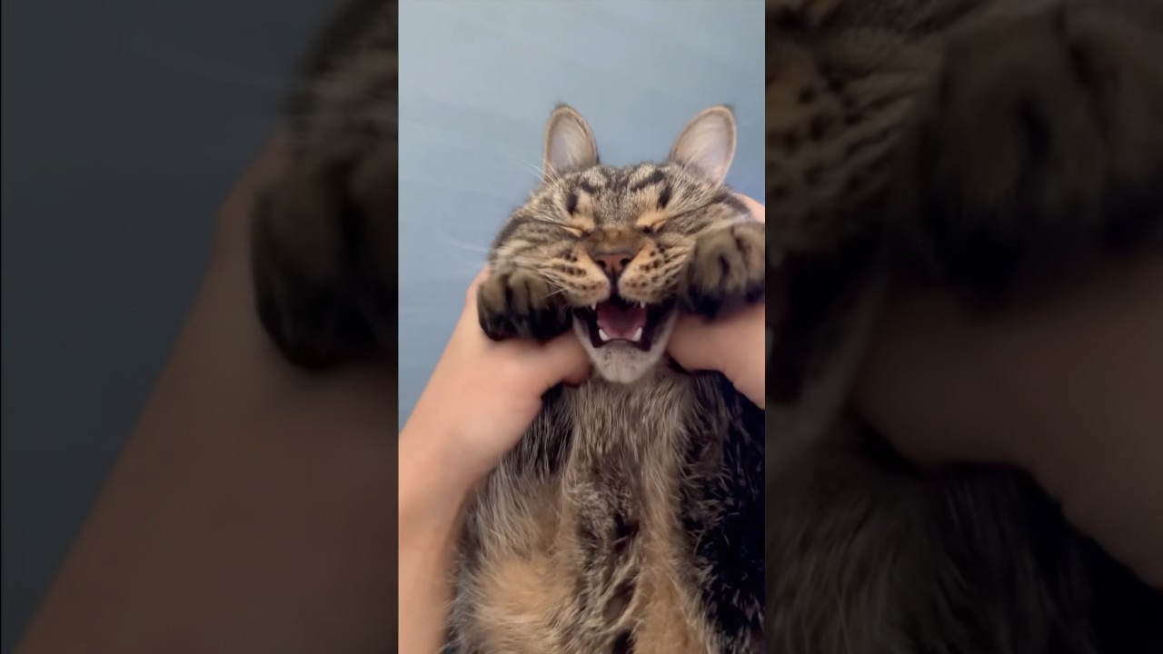 【猫動画】猫たちの鳴き声を集めたら可愛すぎて優勝!!! #shorts