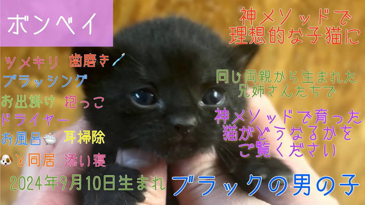 【ナナハチ’s ROOM】ボンベイ☆ブラックの男の子　20240926