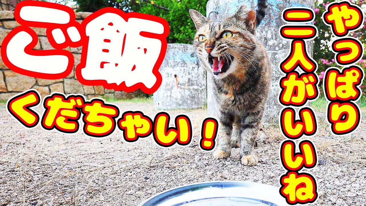 ごはんくだちゃい！！と叫ぶ猫 いつも二人 今日は一人？と思ったら・・・  地域猫ボランティアさん急逝後に火事エリア さくらねこへの給餌 癒され野良猫動画 感動猫動画