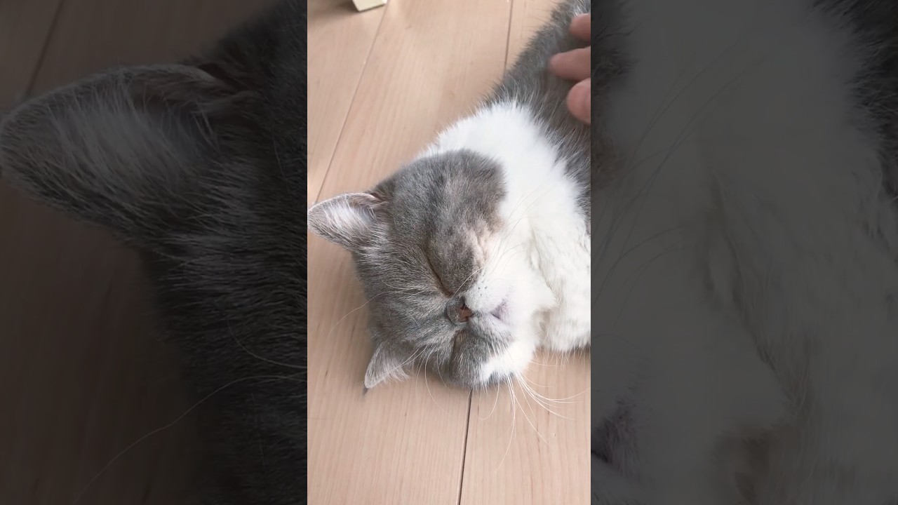 生後331日目 子猫のごまっちです😸　エキゾチックショートヘア　#shorts #cat #エキゾチック