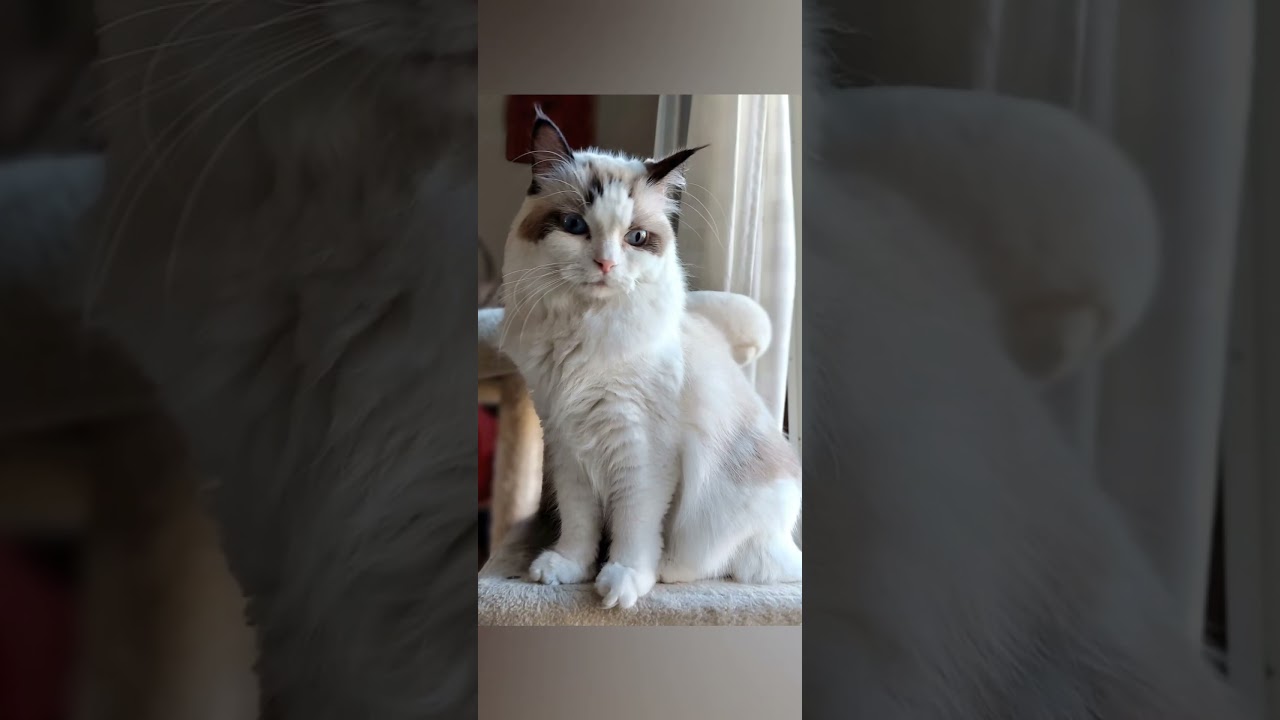 クロエちゃん特集　#ラグドール #クロエ #保護猫と暮らす #cat #ragdoll