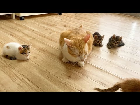 先住猫と遊びたいので順番を待つ子猫たち