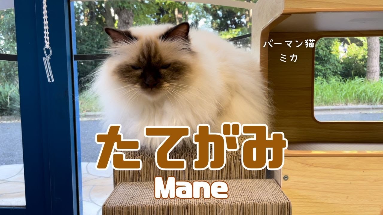 バーマン猫ミカ【たてがみ】Mane（バーマン猫）Birman/Cat