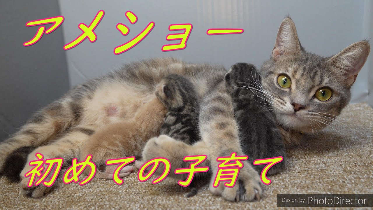 アメショー子猫