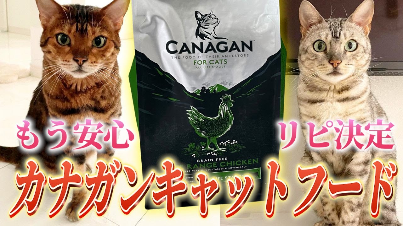 ベンガル猫オーナー必見！リピ確定のおすすめキャットフードを徹底レビュー！