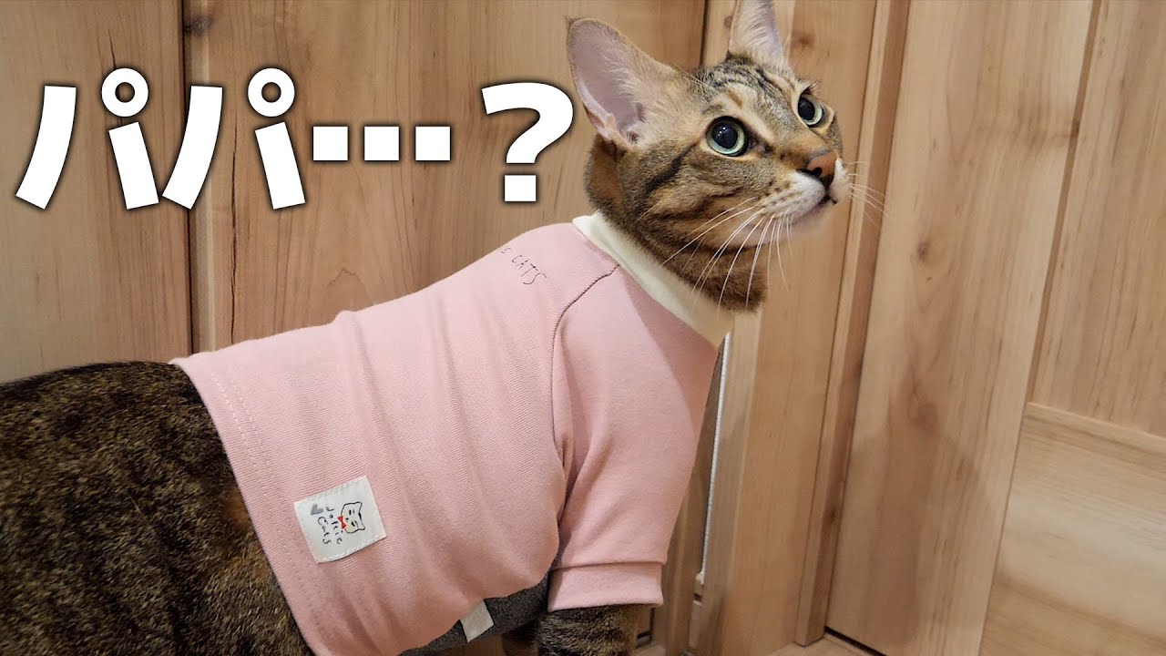 猫用の”ちびT”とやらを猫に着せたら休日のお父さんみたいな格好になってしまいました…