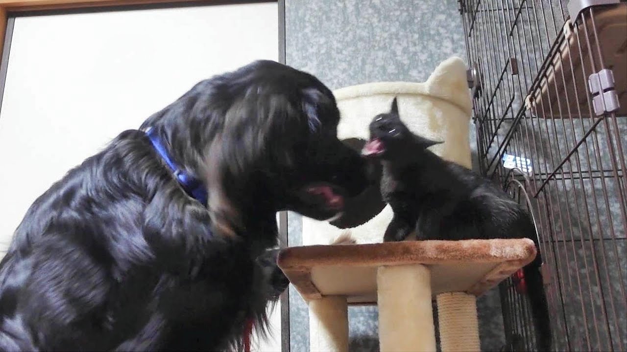 噛みつこうとする子猫と今度は犬の耳が・・・