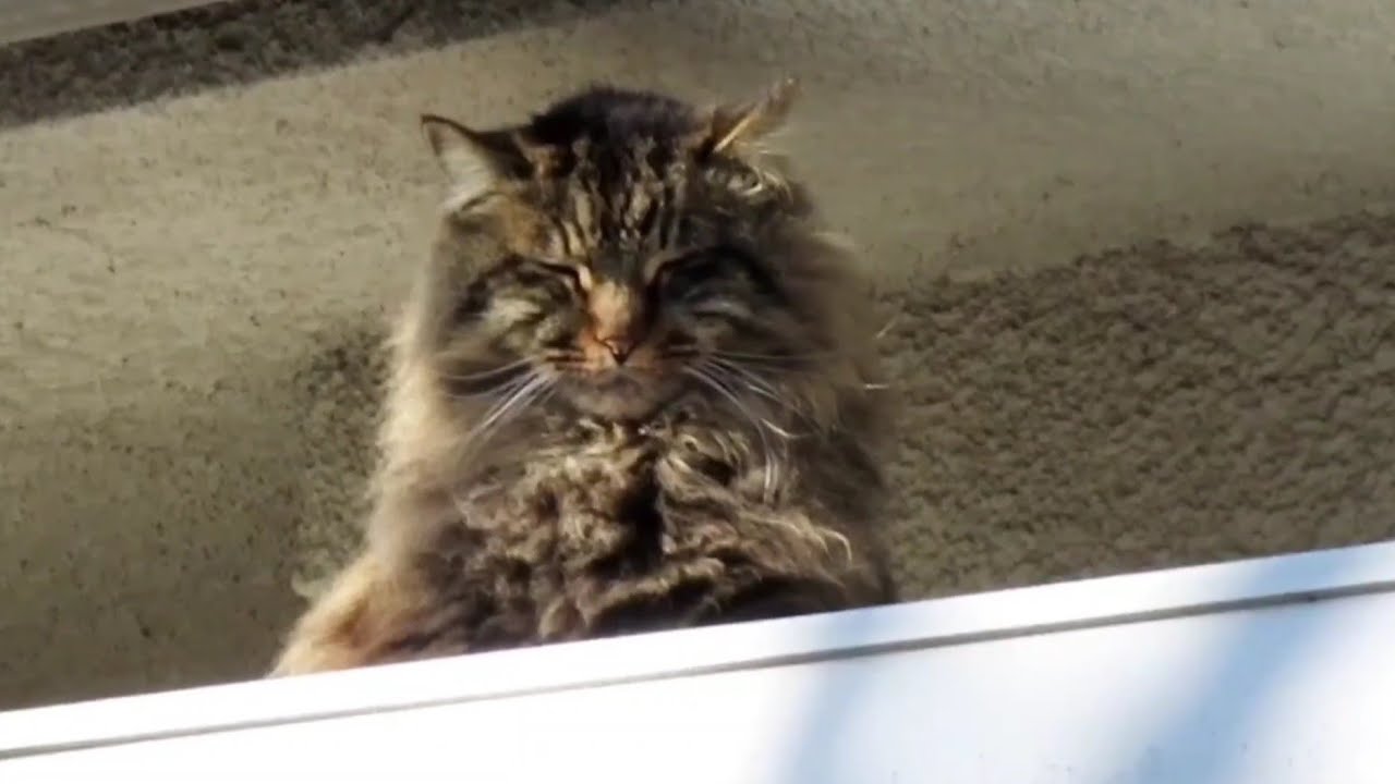 [野良猫]渋い顔で上から見てるメインクーンっぽい猫が可愛すぎる！[straycat]The cat looking from above with a grimace is cute!