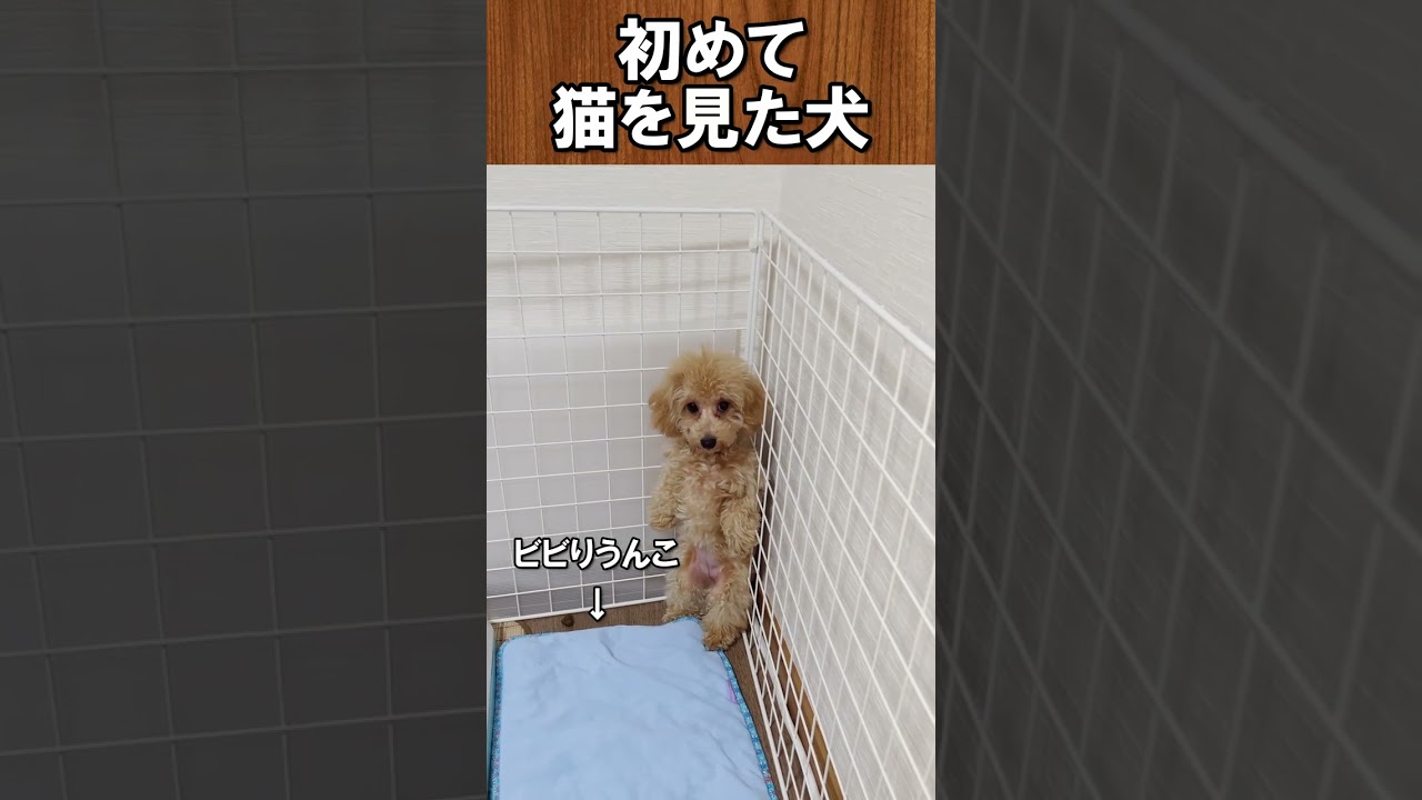猫を初めてみたトイプー  #トイプードル #ラグドール #puppy
