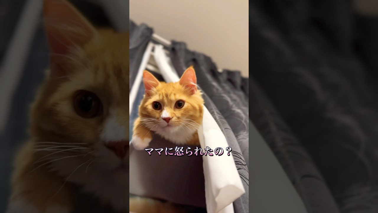 カーテンの隅っこでイジけるヴェルくん #猫#cat#サイベリアン#Siberian#子猫#고양이#猫のいる生活