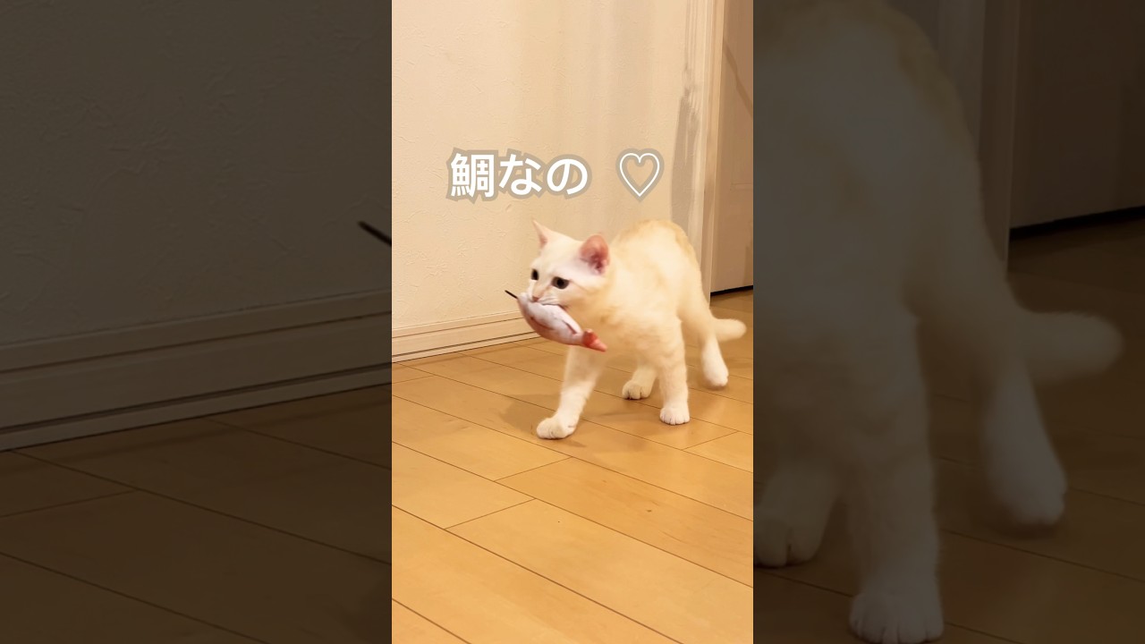 ねぎま   猫なの。#こねこ #cat #スコティッシュフォールド #猫好きさんと繋がりたい #ねこ #ミヌエット#猫動画#子猫#白ねこ #しろねこ#癒し動画
