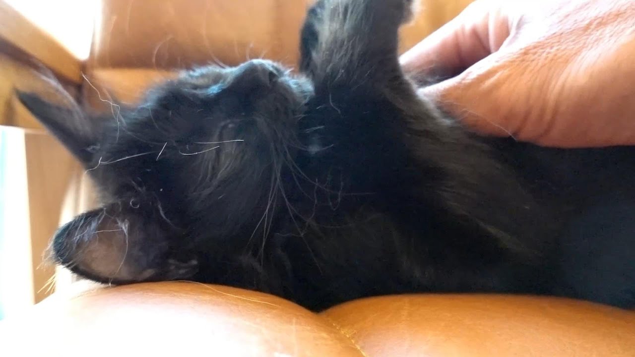 やっと一緒に暮らし始めた子猫に新たな試練が…