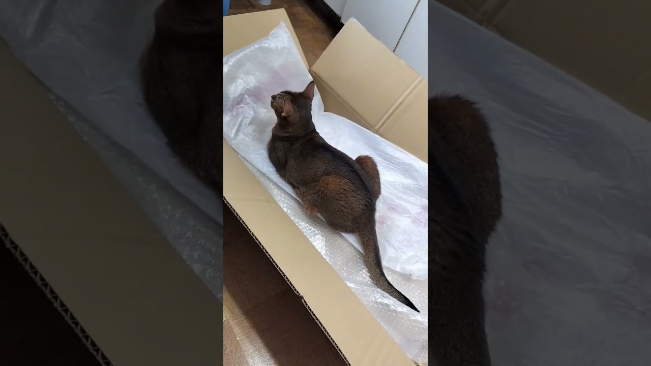 ネコ動画あび#4143　#shorts　#あび #ねこ #ネコのあび #猫動画