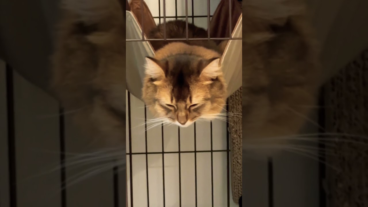 首痛くない？ #ソマリ #猫のいる暮らし