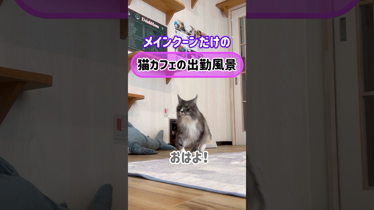 メインクーンだけの【猫カフェの出勤風景】#cat #cooncat #もふ