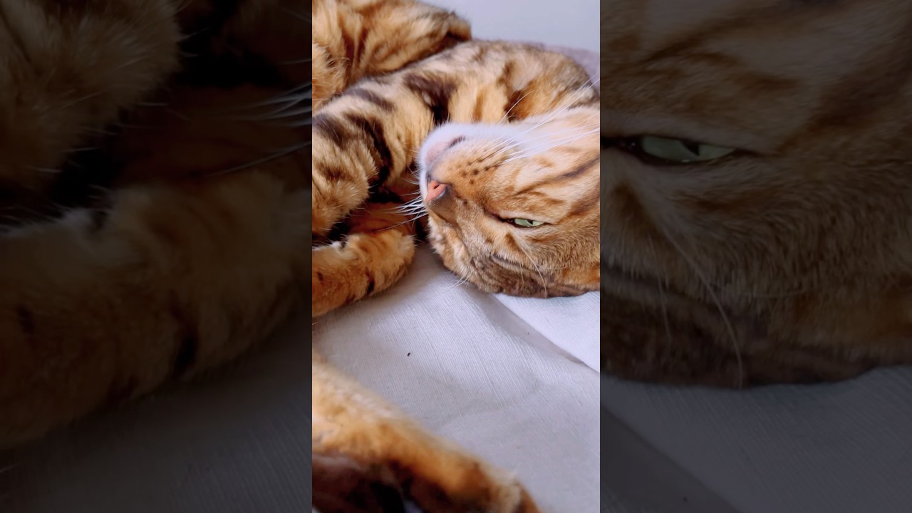 熟睡❓今朝のニャンズ😻😹#catcute #cat #ベンガル #bengalcat #癒し動画 #癒し系猫 #ocicat #眠る猫