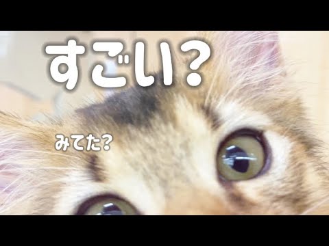 2024.9.17 おトイレ出来て真っ先に駆け寄るソマリちゃん♡