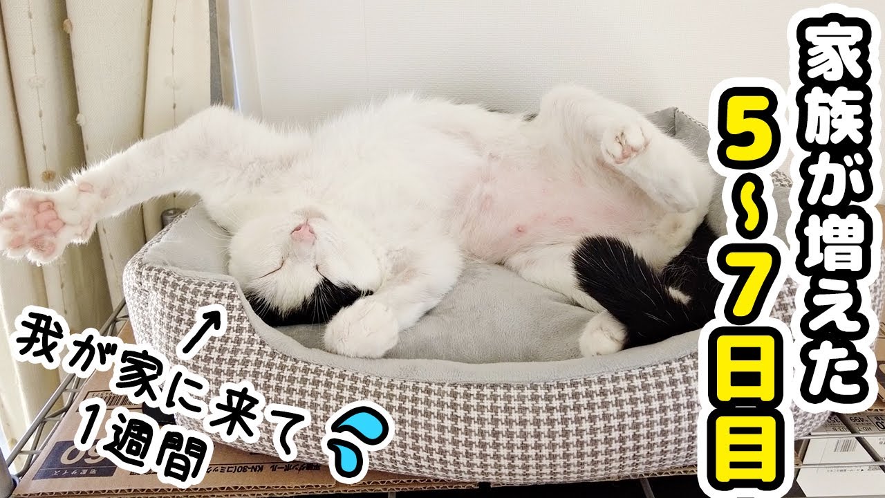 新入り猫にペットベットをプレゼントしたら1週間経たずともこうなりましたw