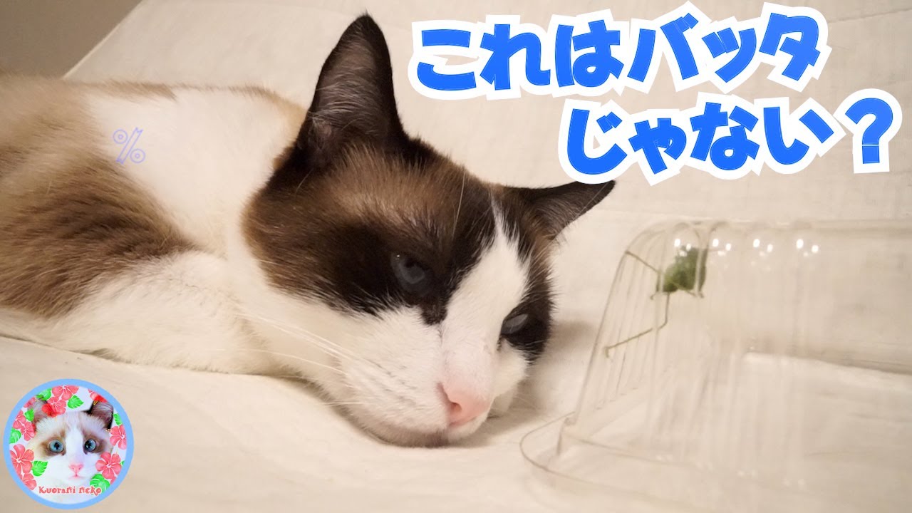 目の前のバッタにこれ程反応しない猫がいるでしょうか？ Cats that don't react to insects