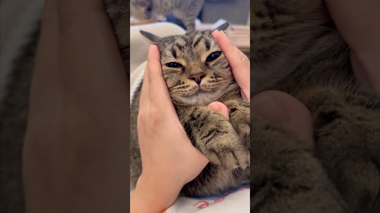 【猫動画】夜中大暴れ猫を子守唄で落ち着かせるwww #shorts